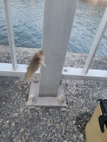 シロギスの釣果