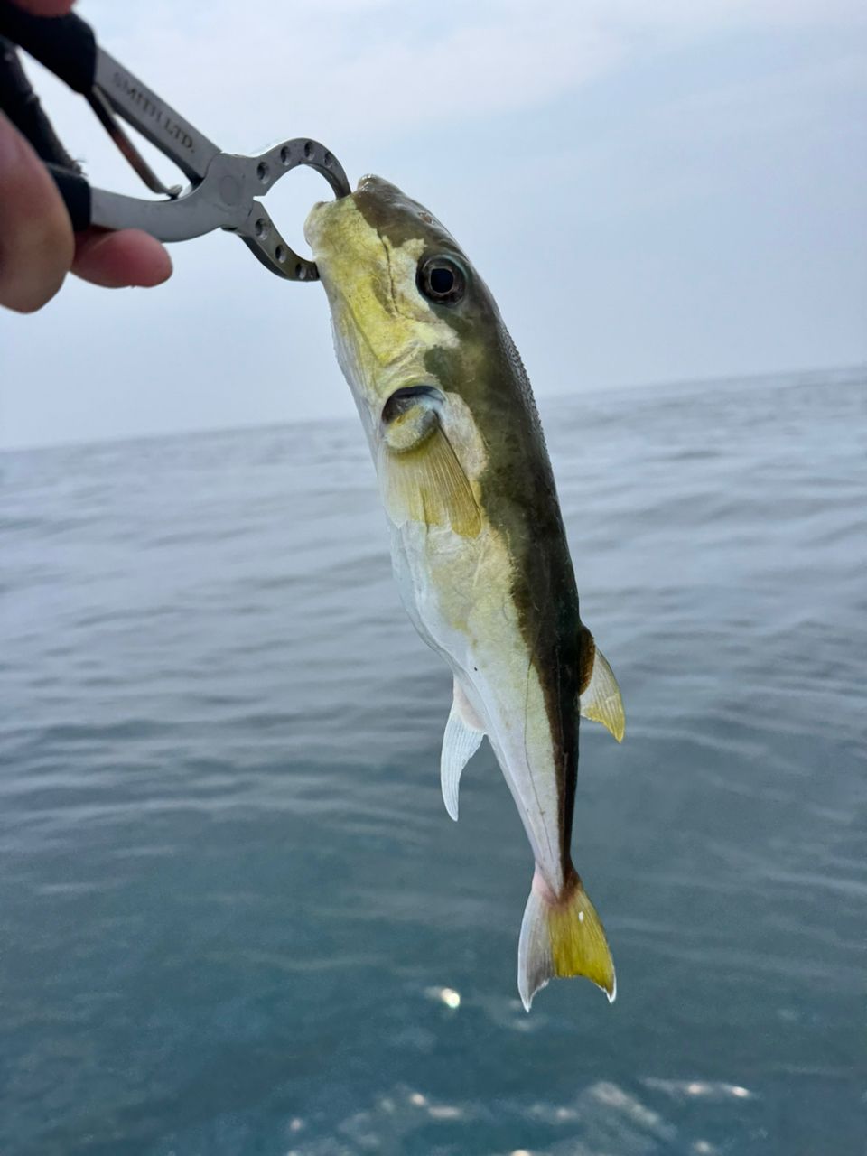 シロサバフグ