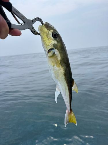 シロサバフグの釣果