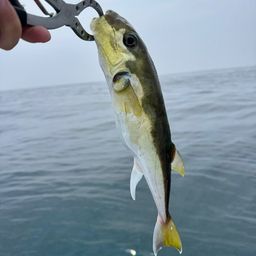 シロサバフグ