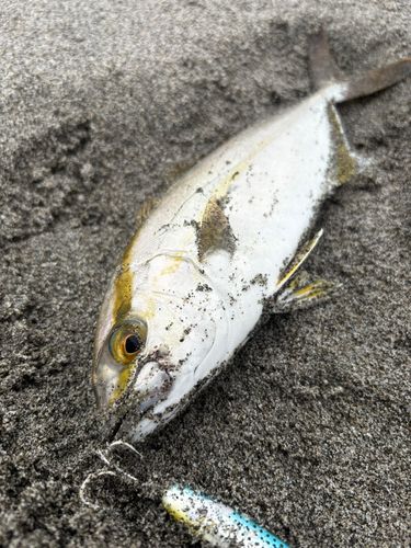 ショゴの釣果