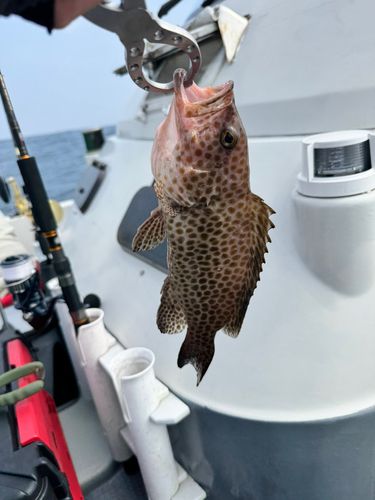オオモンハタの釣果