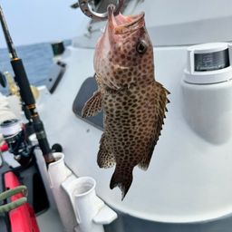 オオモンハタ