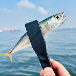 サバ