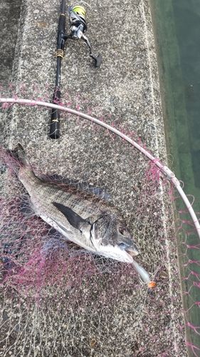 クロダイの釣果
