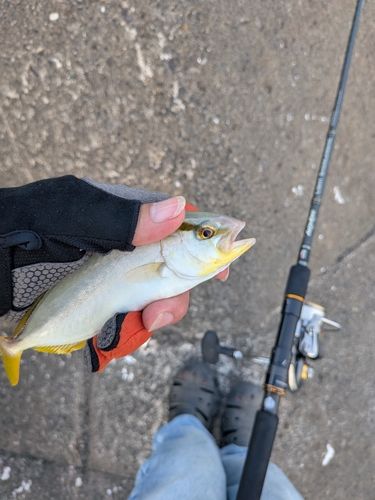 ツバスの釣果