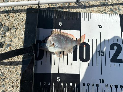 タイの釣果