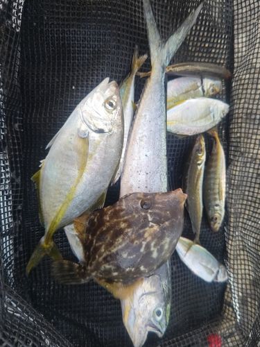 シマアジの釣果