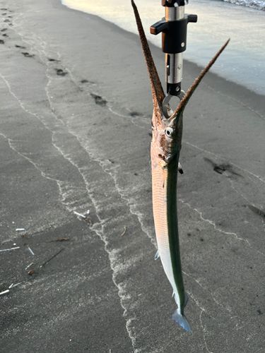 ダツの釣果