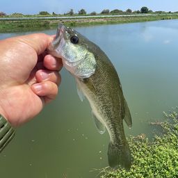 ブラックバス