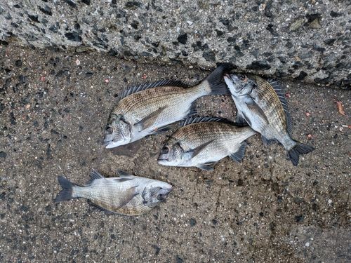 チヌの釣果
