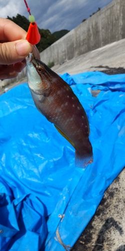 ホシササノハベラの釣果