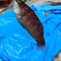 ホシササノハベラ