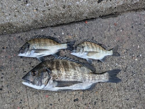 チヌの釣果