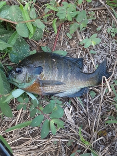 ブルーギルの釣果
