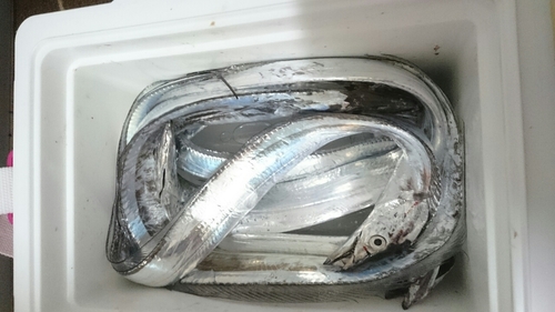 タチウオの釣果