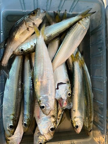 ママカリの釣果