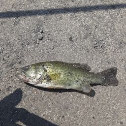 ラージマウスバス