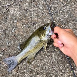 スモールマウスバス