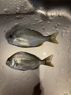 ヘダイの釣果