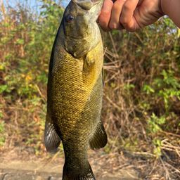 スモールマウスバス