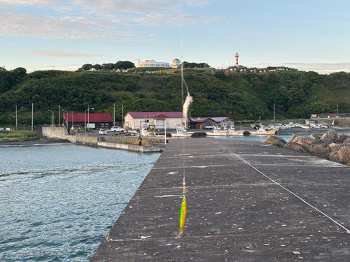 サバの釣果