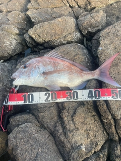 タイの釣果
