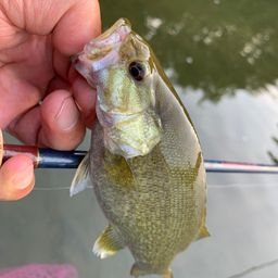 スモールマウスバス