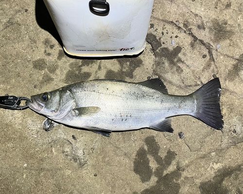 フッコ（ヒラスズキ）の釣果