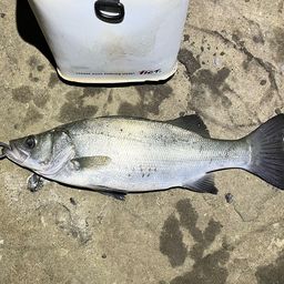 フッコ(ヒラスズキ)