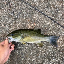 スモールマウスバス