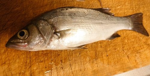 ヒラスズキの釣果