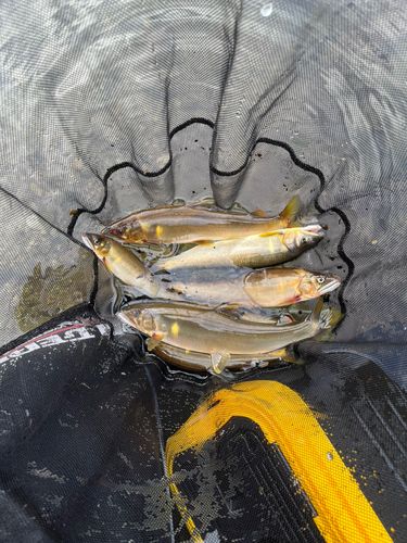 アユの釣果