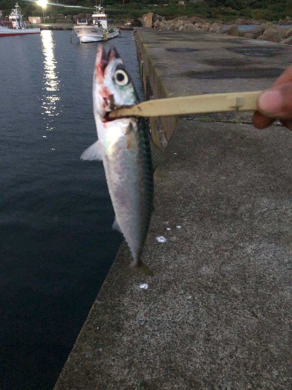 サバ