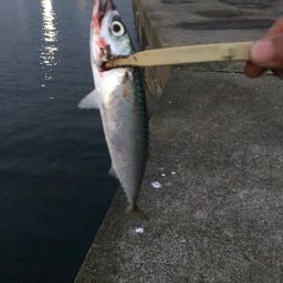 サバ