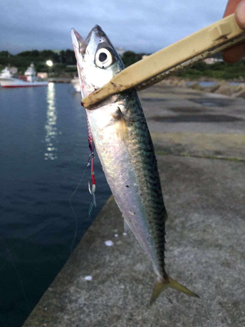 サバ