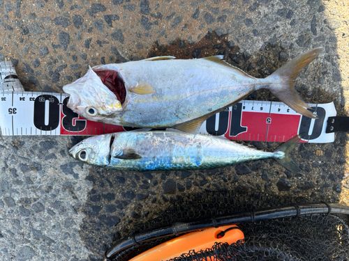 ネリゴの釣果