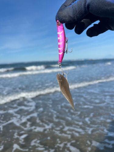 シタビラメの釣果