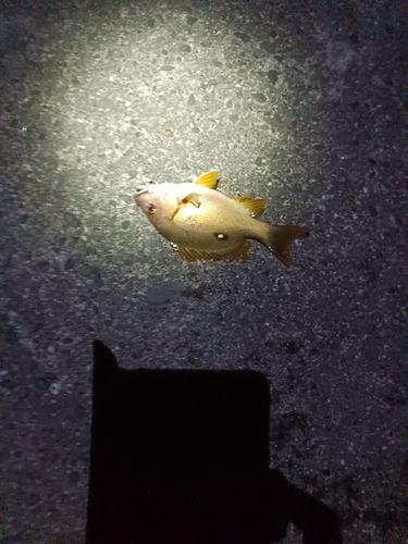 シブダイの釣果
