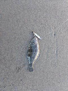 ソゲの釣果