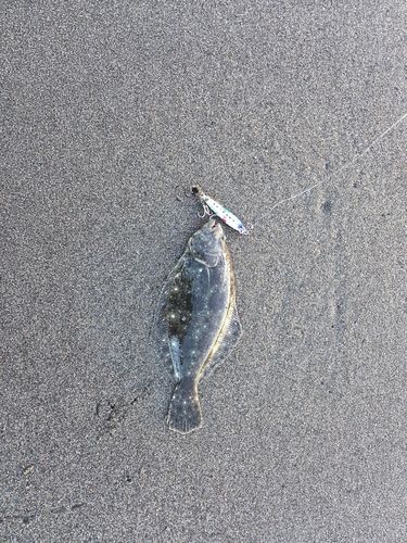 ソゲの釣果