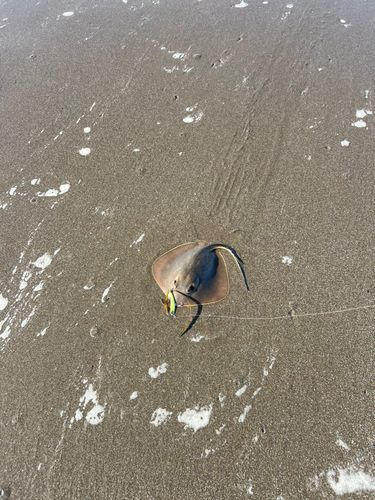 アカエイの釣果
