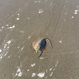 アカエイ