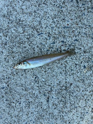 キスの釣果