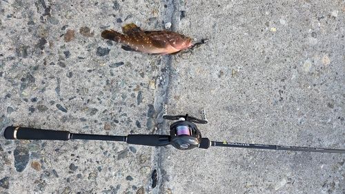 キジハタの釣果