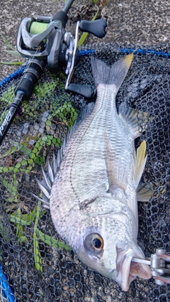 キビレの釣果