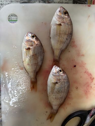チャリコの釣果