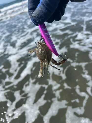 イシガニの釣果
