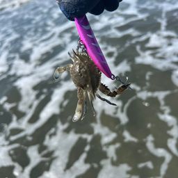 イシガニ