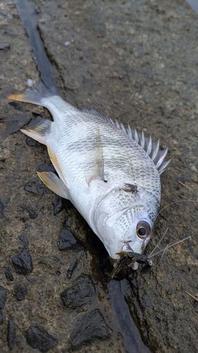 キビレの釣果